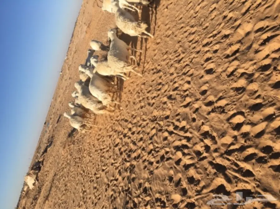 غنم حريات للبيع (image 2)