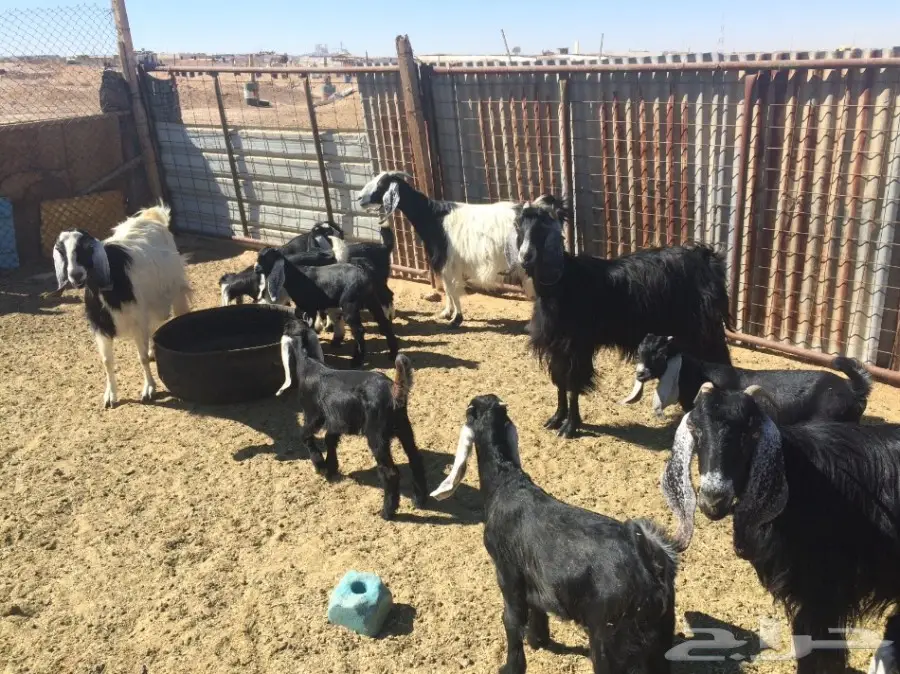 ماعز متاوم عدد 5 (image 2)