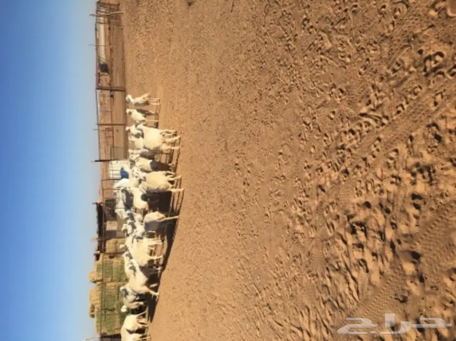 غنم حريات للبيع (image 3)