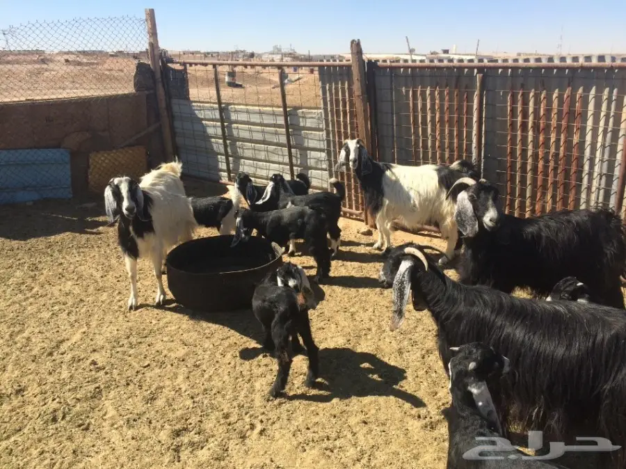 ماعز متاوم عدد 5 (image 3)