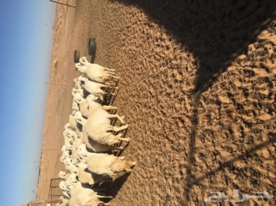 غنم حريات للبيع (image 4)