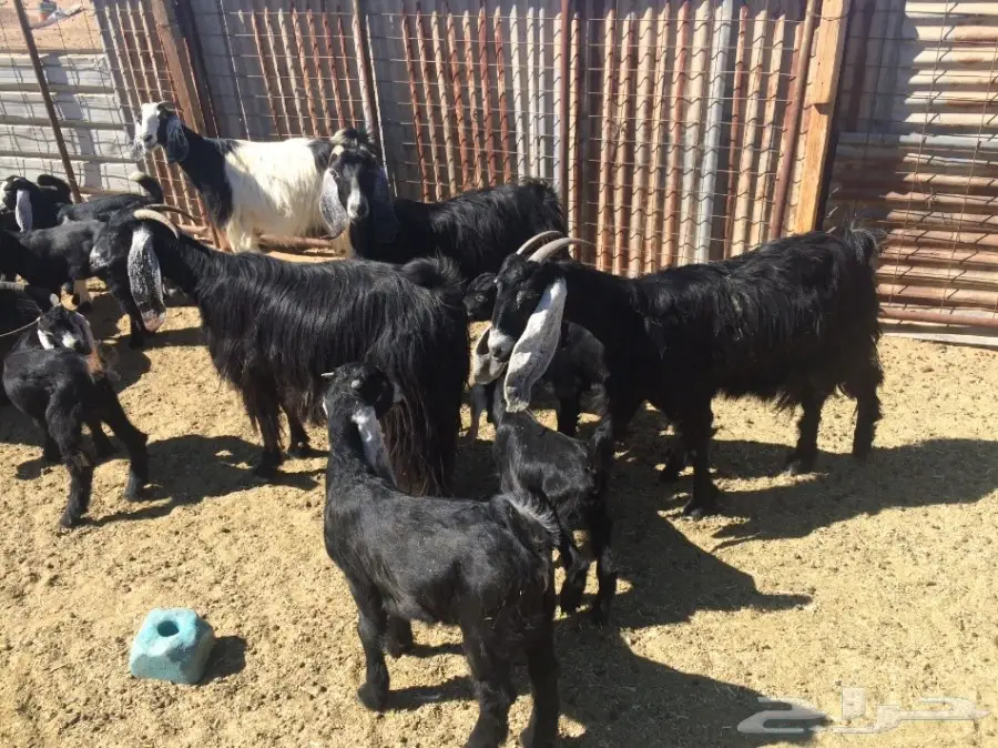 ماعز متاوم عدد 5 (image 4)