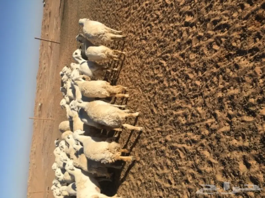 غنم حريات للبيع (image 5)