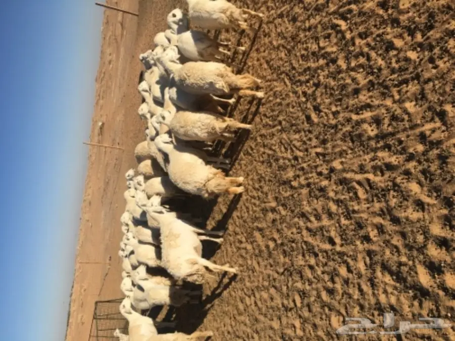 غنم حريات للبيع (image 6)