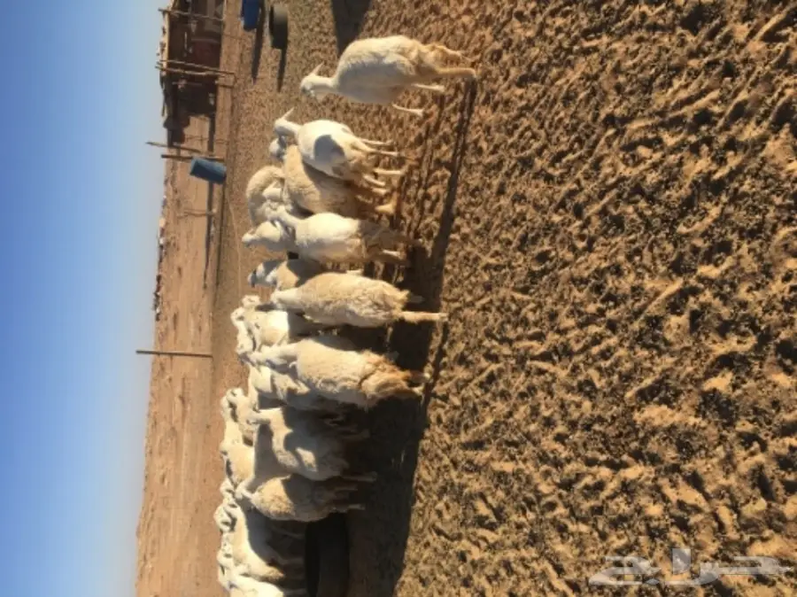 غنم حريات للبيع (image 7)