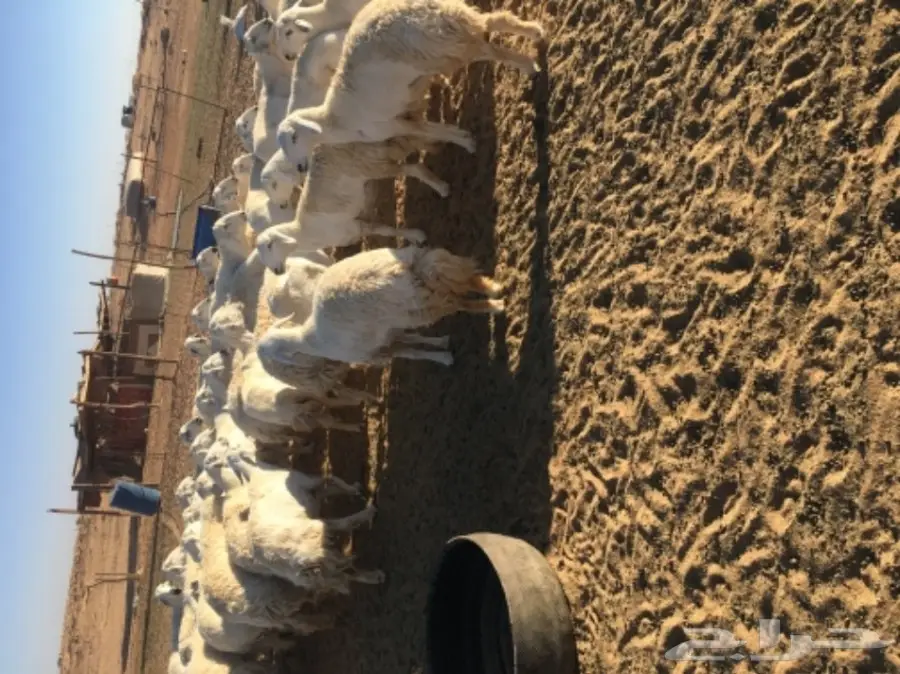 غنم حريات للبيع (image 9)