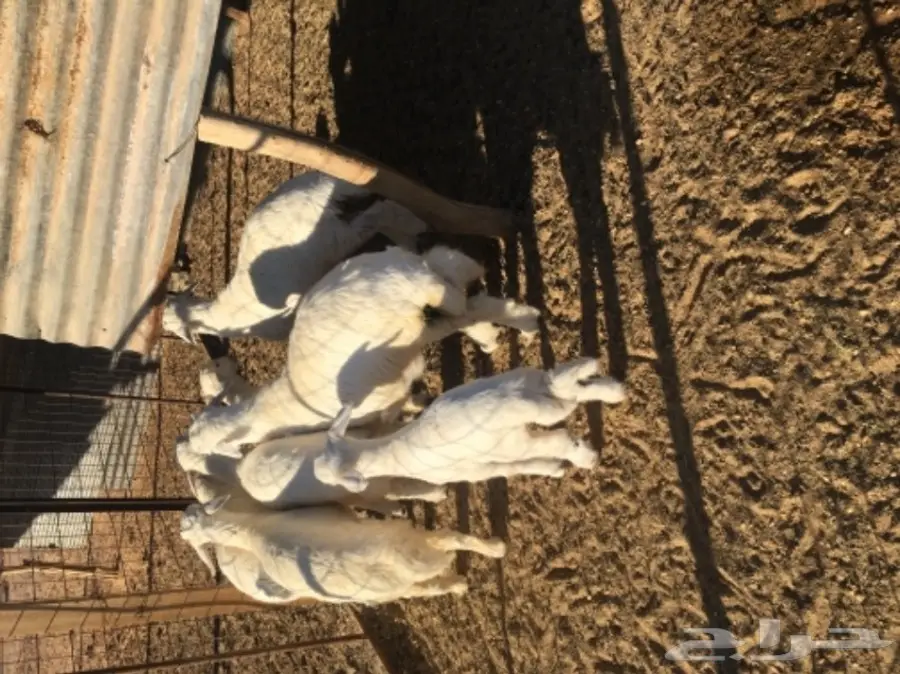 غنم حريات للبيع (image 10)