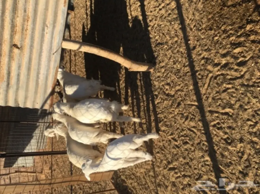 غنم حريات للبيع (image 11)