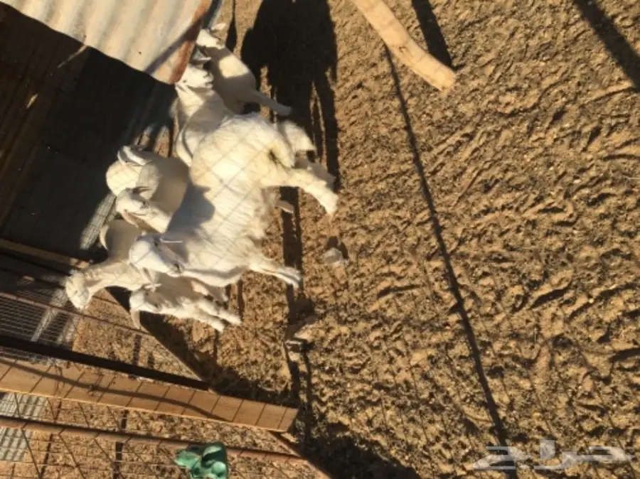 غنم حريات للبيع (image 12)