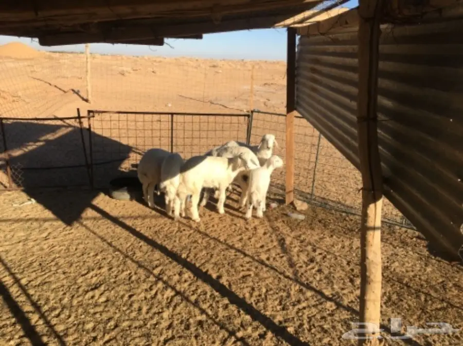 غنم حريات للبيع (image 13)
