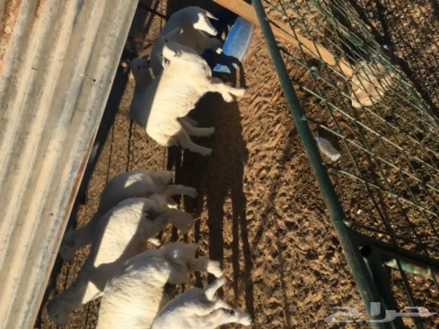 غنم حريات للبيع (image 14)