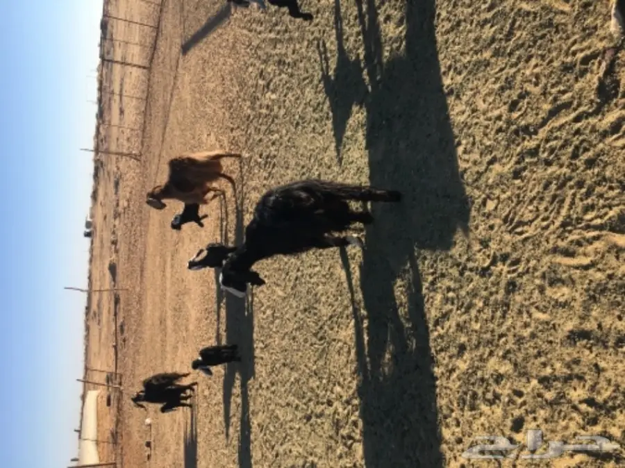 غنم حريات للبيع (image 15)