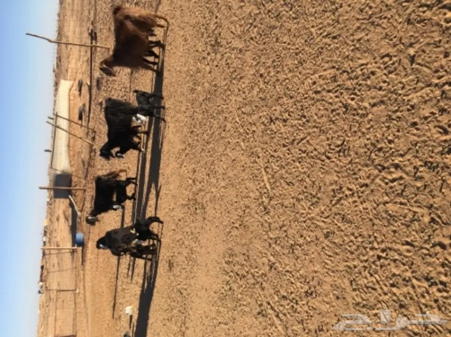 غنم حريات للبيع (image 16)