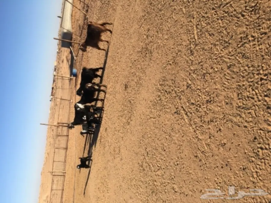 غنم حريات للبيع (image 17)