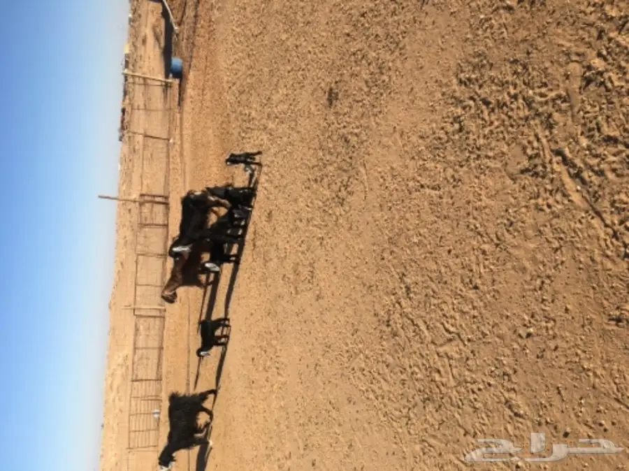 غنم حريات للبيع (image 18)