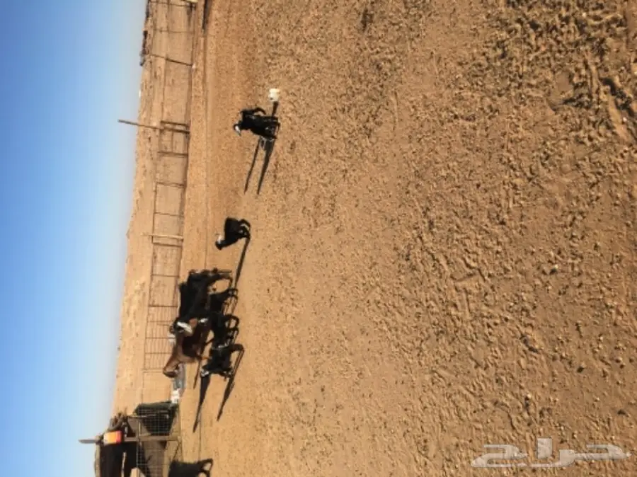 غنم حريات للبيع (image 19)