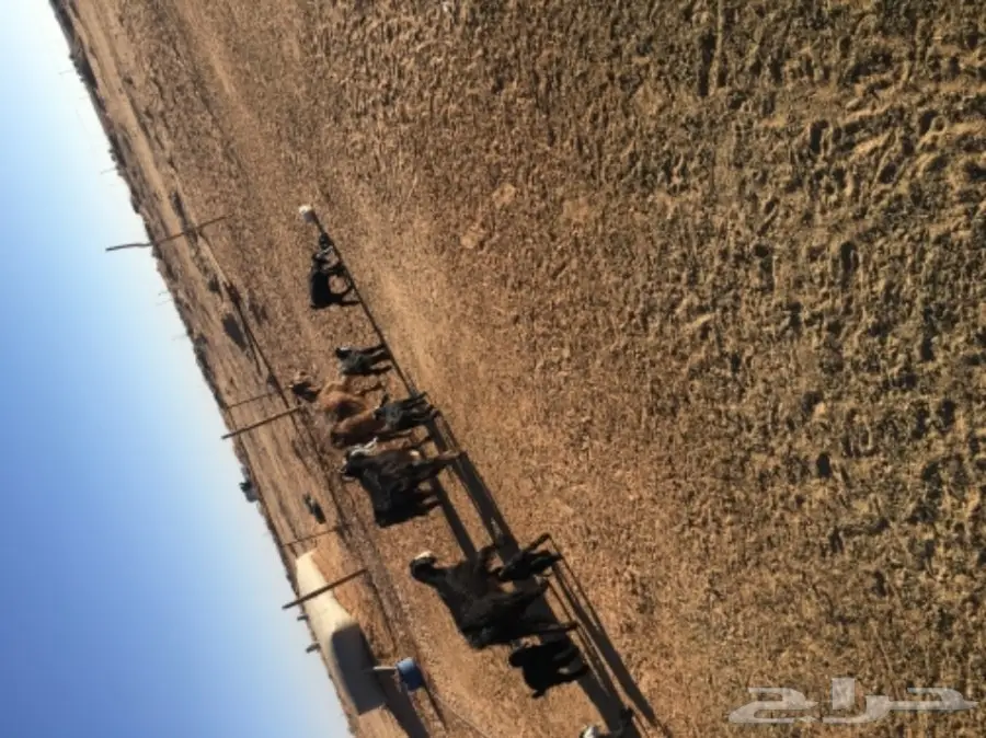 غنم حريات للبيع (image 20)