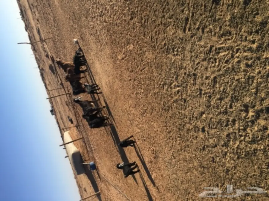 غنم حريات للبيع (image 21)