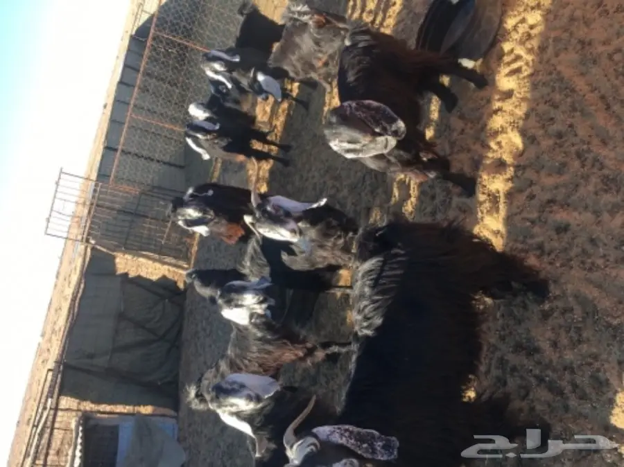 غنم حريات للبيع (image 22)