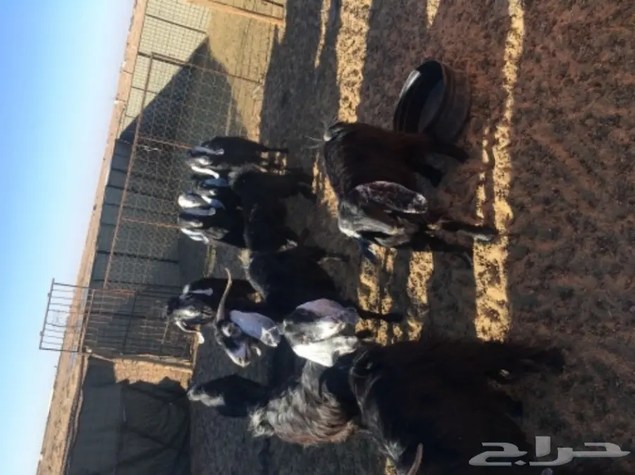 غنم حريات للبيع (image 23)