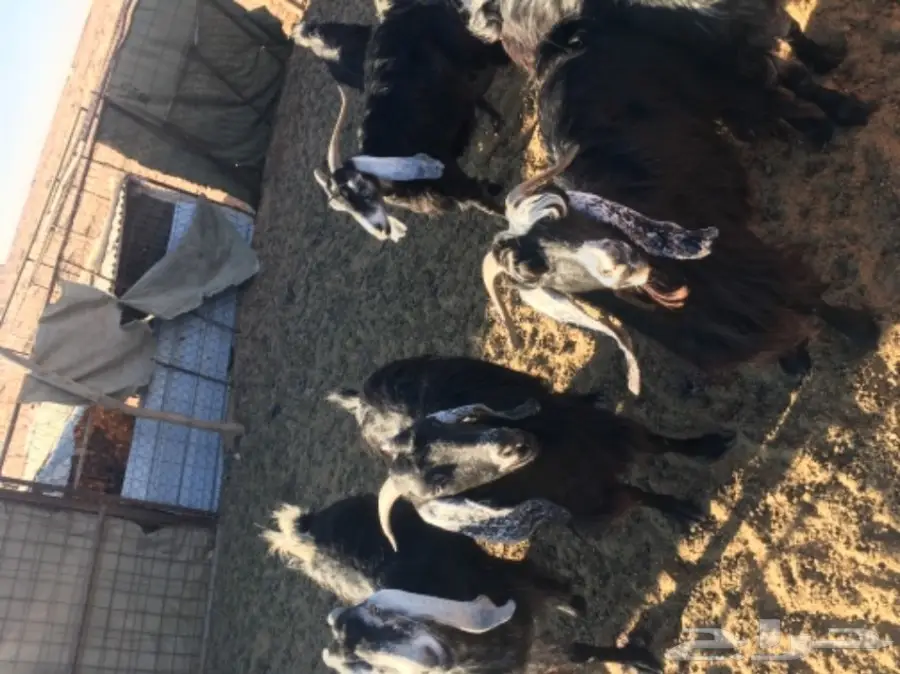 غنم حريات للبيع (image 25)