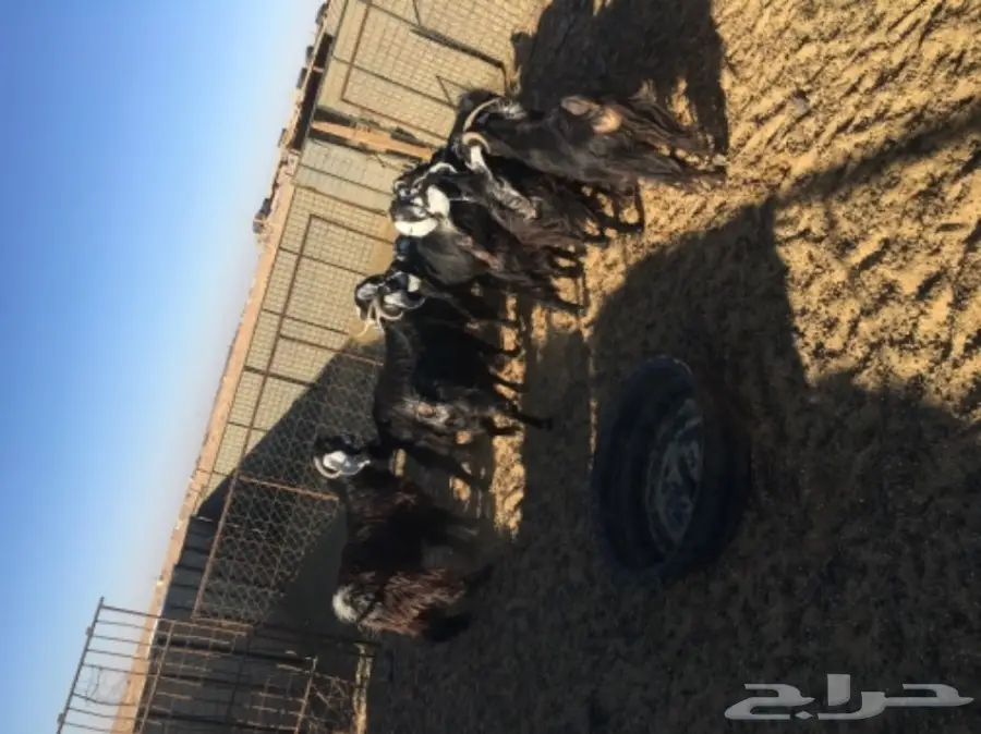 غنم حريات للبيع (image 26)