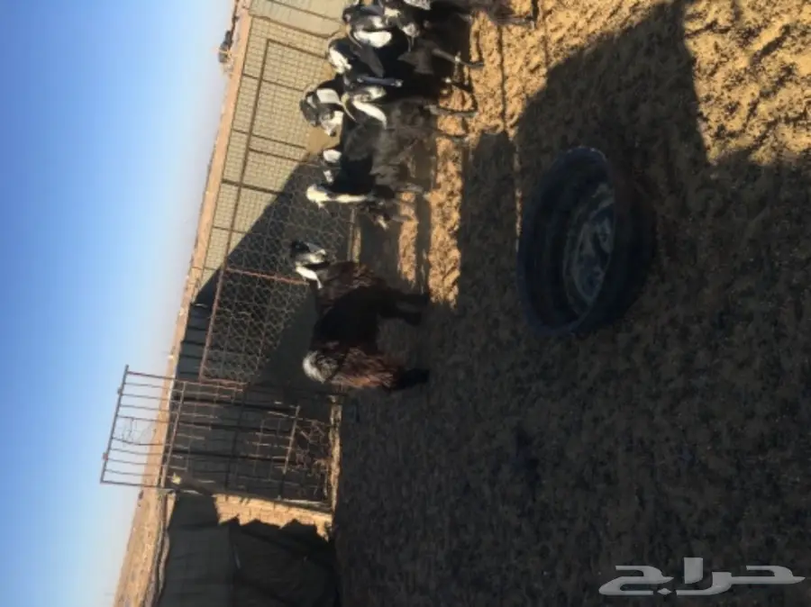 غنم حريات للبيع (image 27)