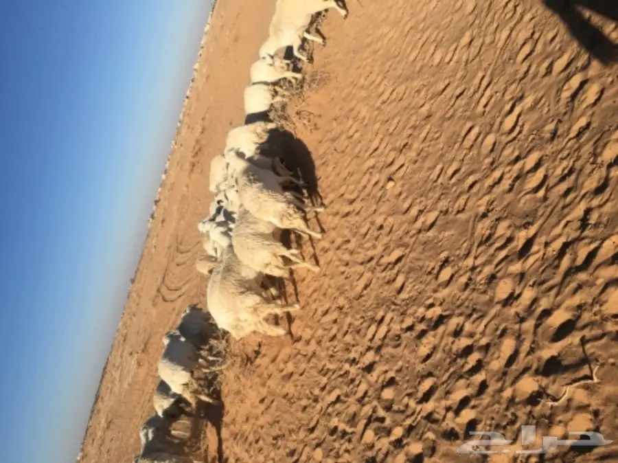 غنم حريات للبيع (image 28)