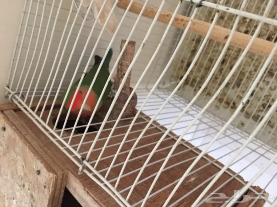 زوج روز   (image 1)