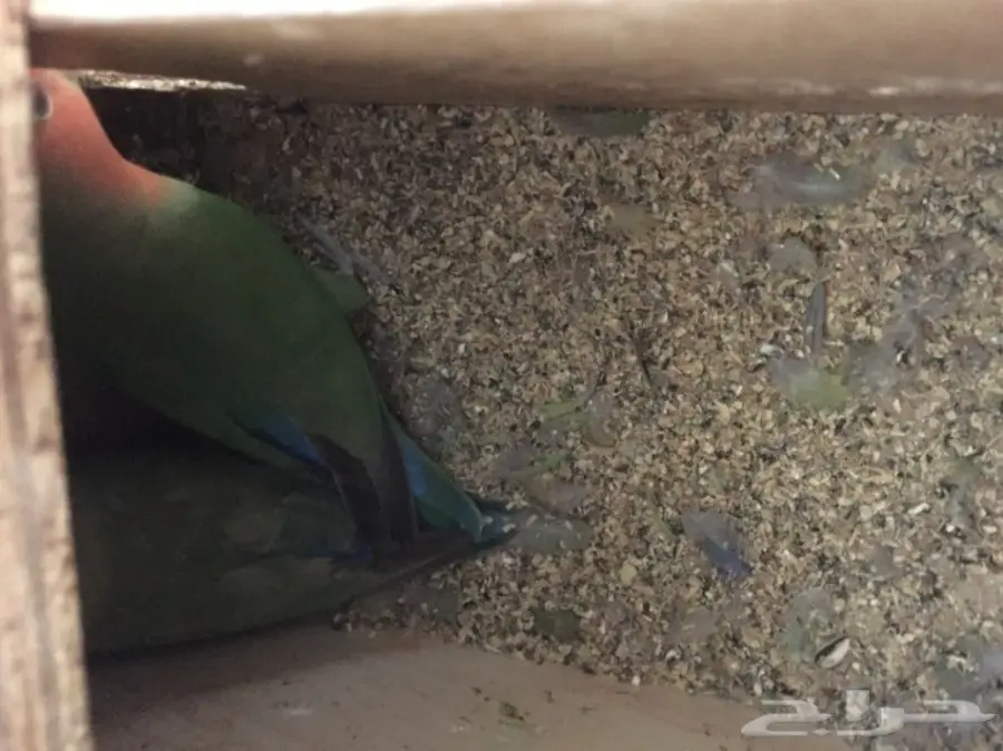 زوج روز   (image 2)