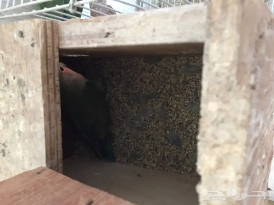 زوج روز   (image 4)