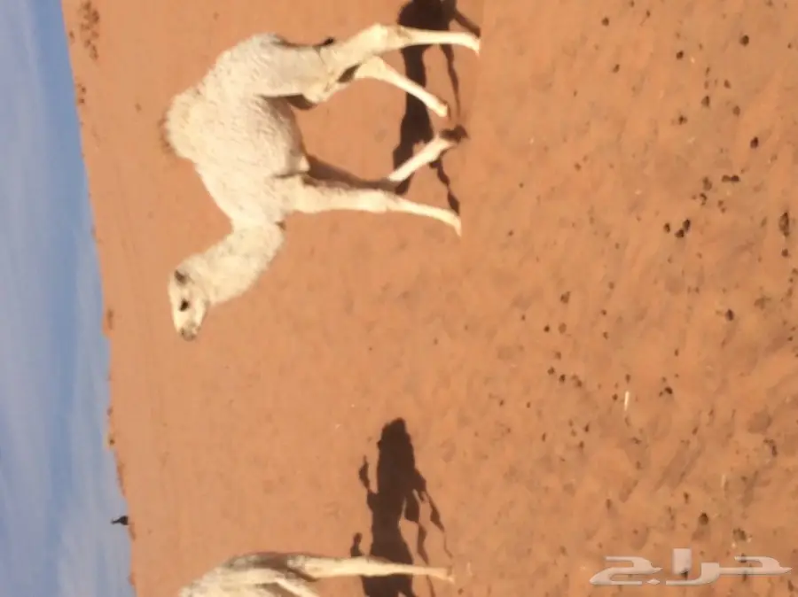 بقرة سمينة جاهزة للذبح - مثالية للمناسبات