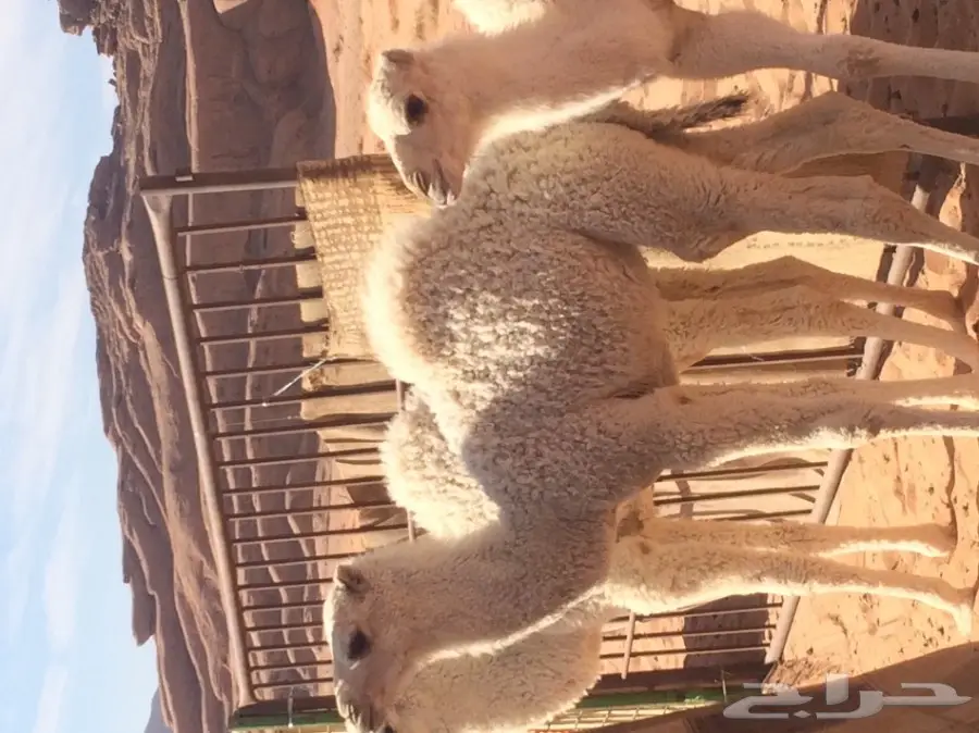 بقرة سمينة جاهزة للذبح - مثالية للمناسبات (image 1)