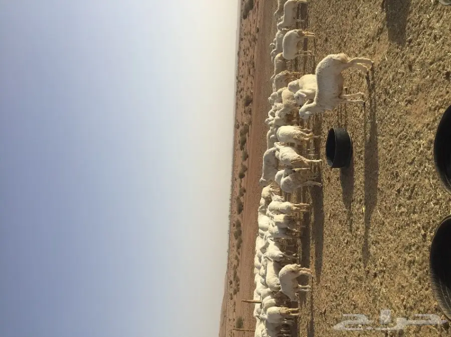 حريات صنف مقاني 115