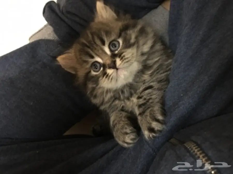 3 قطط للبيع 