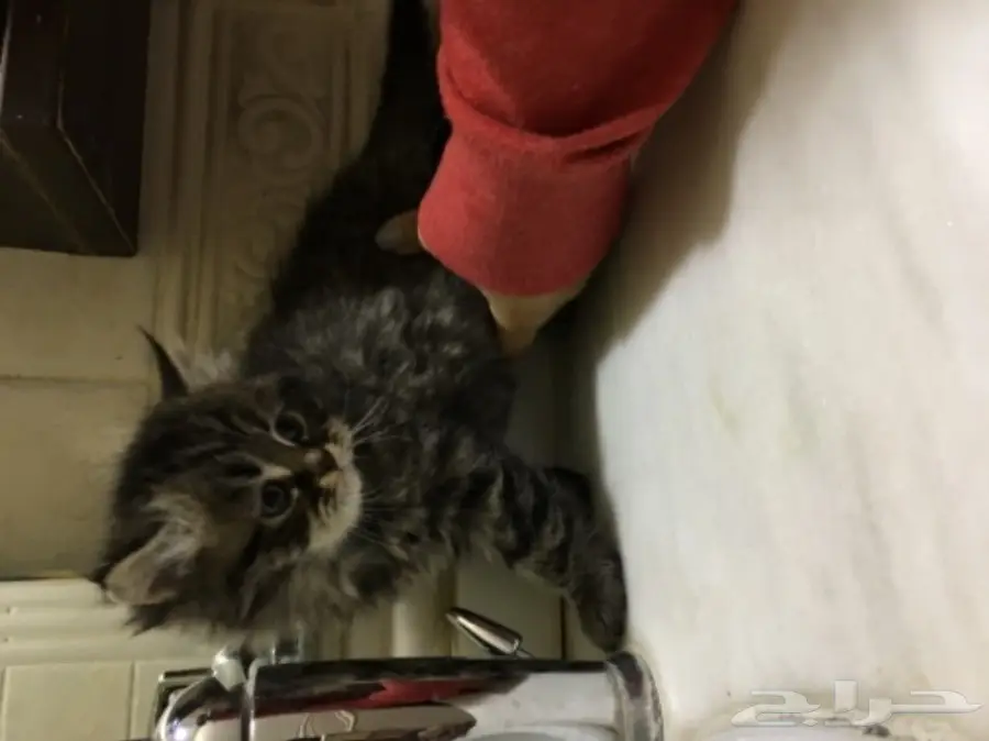 3 قطط للبيع  (image 1)