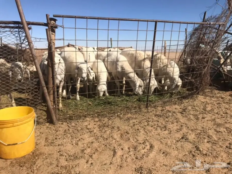 غنم حريات ممتازة للبيع بالقرب من البجادية!