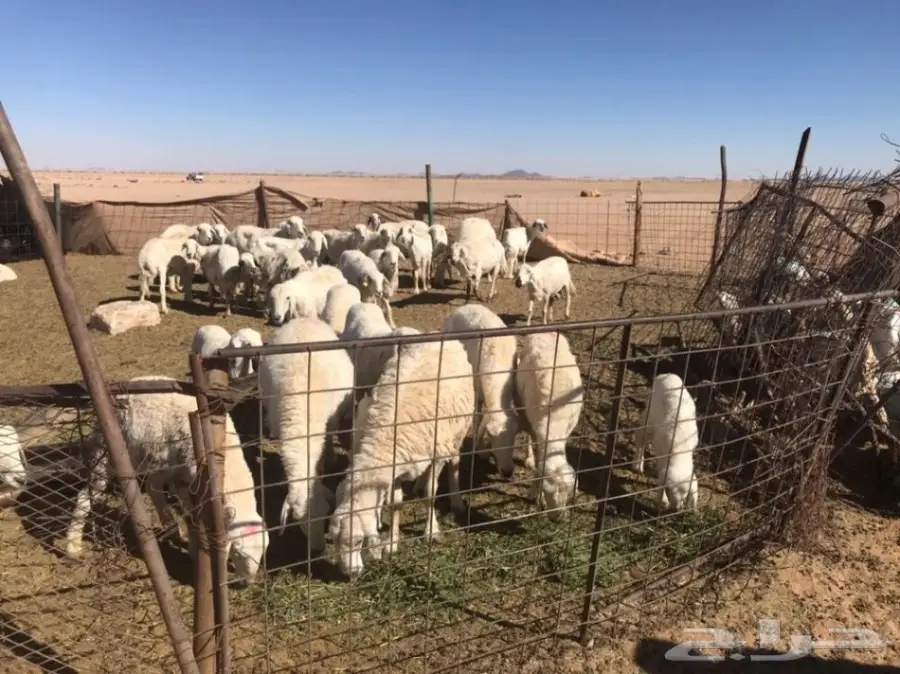 غنم حريات ممتازة للبيع بالقرب من البجادية! (image 1)