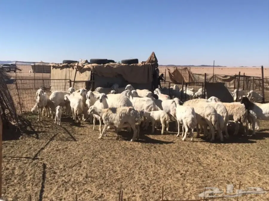 غنم حريات ممتازة للبيع بالقرب من البجادية! (image 2)