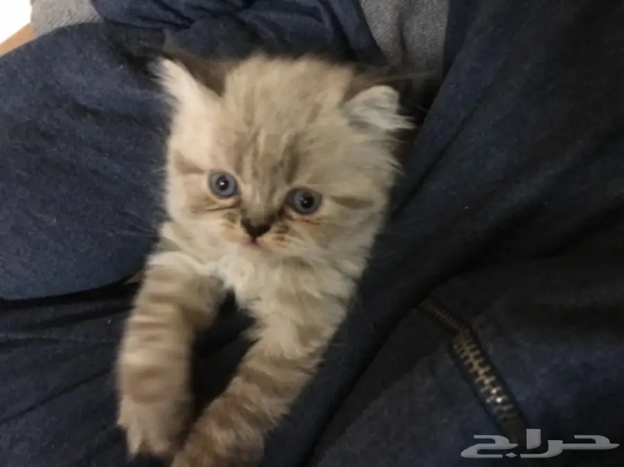 3 قطط للبيع  (image 3)