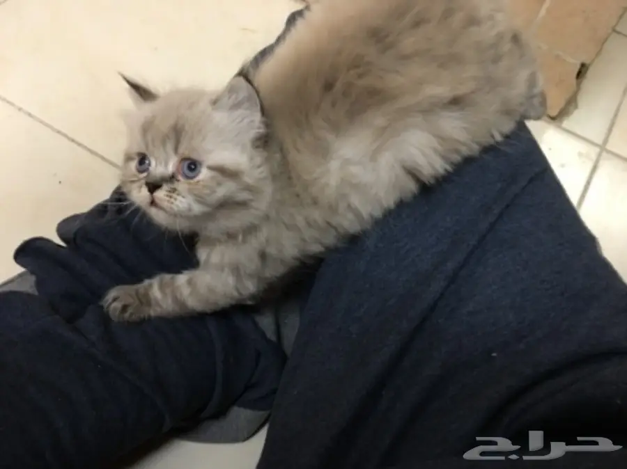 3 قطط للبيع  (image 4)