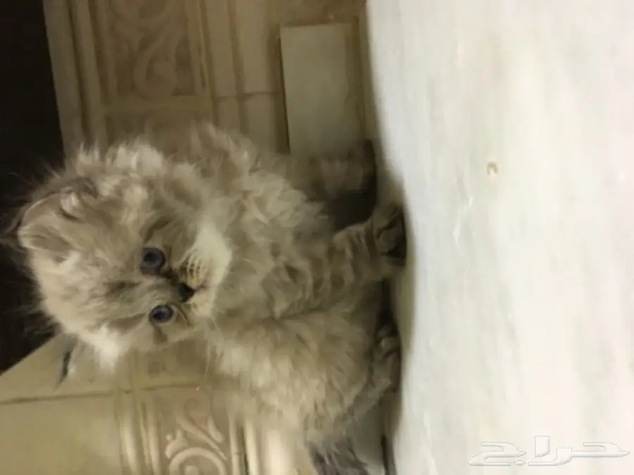 3 قطط للبيع  (image 5)