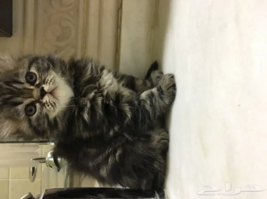 3 قطط للبيع  (image 6)