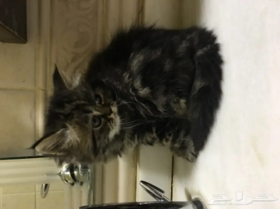 3 قطط للبيع  (image 7)