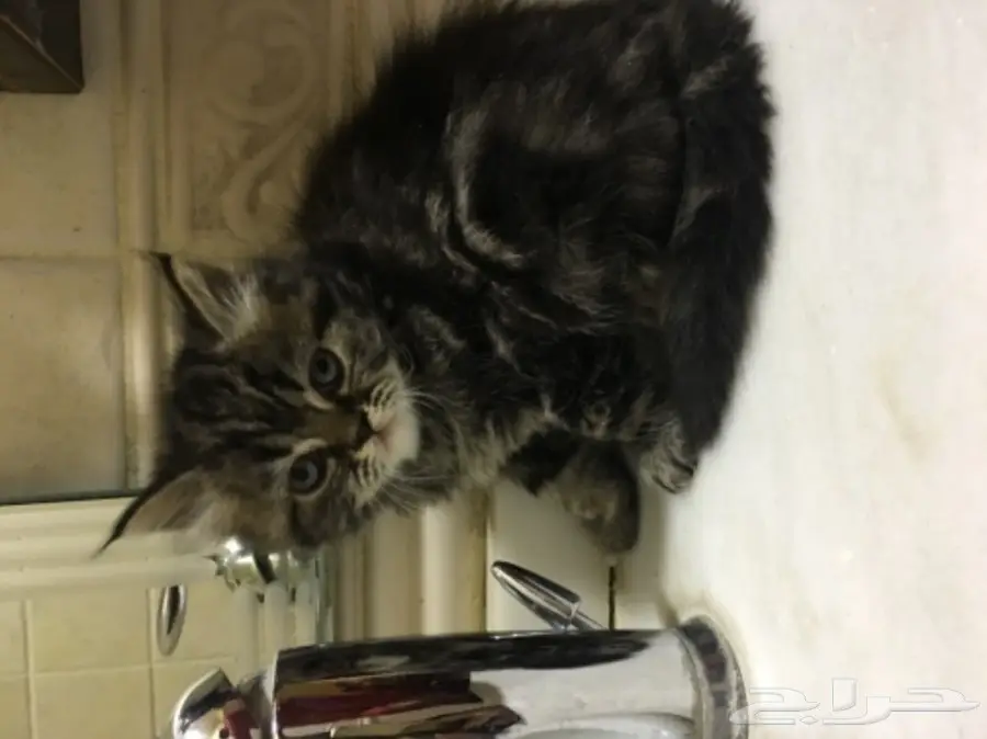 3 قطط للبيع  (image 8)