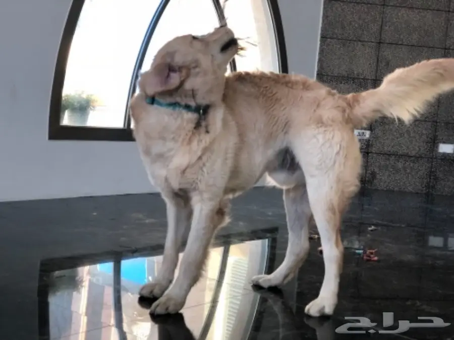   جولدن رتريفر للبيع المستعجل (image 1)