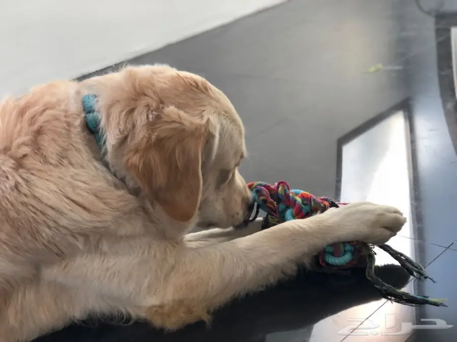   جولدن رتريفر للبيع المستعجل (image 2)