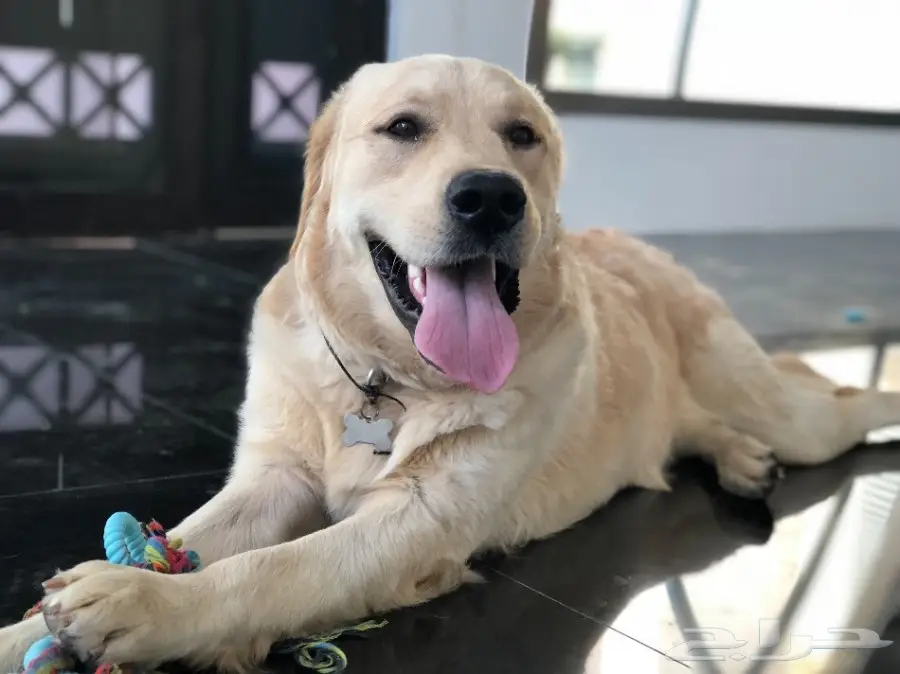   جولدن رتريفر للبيع المستعجل (image 4)