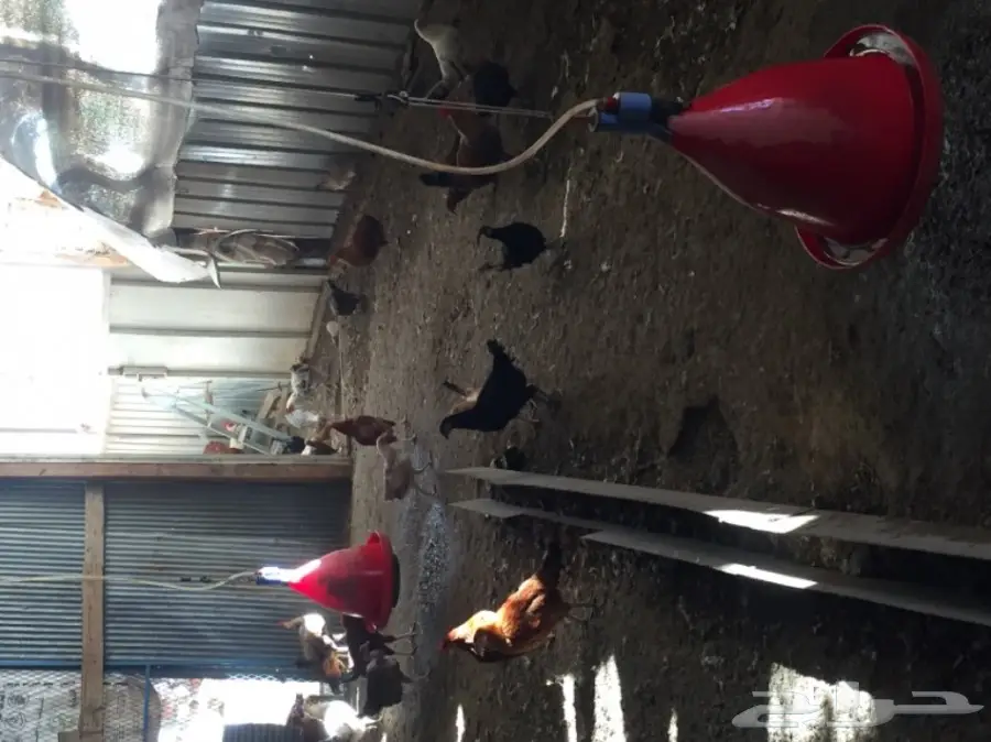 مزرعة دواجن للتقبيل  (image 1)