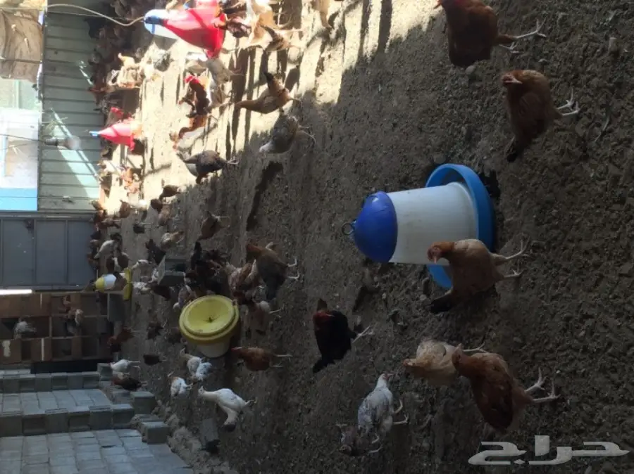 مزرعة دواجن للتقبيل  (image 2)